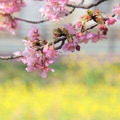 春の訪れを感じる早春の桜