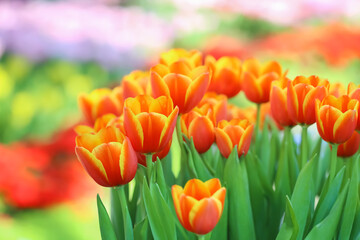 Closeup of yellow red tulips flowers with green leaves in the park outdoor. beautiful flowers in spring