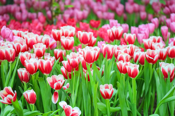 Closeup of pink tulips flowers with green leaves in the park outdoor. beautiful flowers in spring