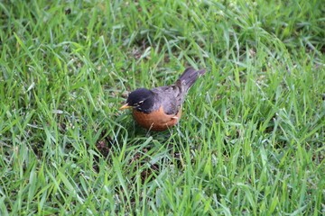 robin on the grass, U of A Botanic Gardens, Devon, Alberta