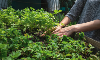 Woman picking up fresh vegetable harvest in the organic garden behind the house. planting non-toxic...