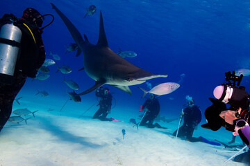 scuba diver and shark