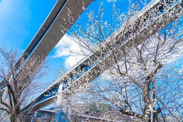 梅香る高尾梅郷