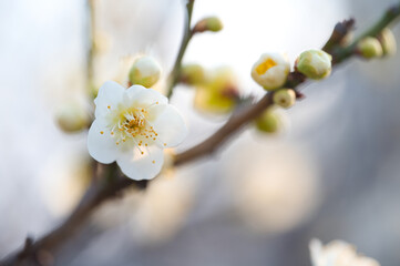 四国香川県丸亀市における紅梅、白梅いろいろ