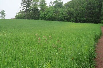 Grass Field