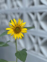 sunflower in the garden