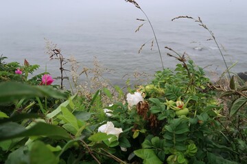 Hill Side