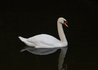 swan on the lake
