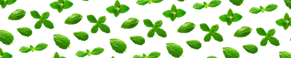 Obraz na płótnie Canvas Background of fresh mint leaves on white backdrop for packaging design. peppermint abstract Banner background.