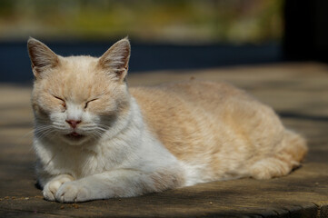 猫