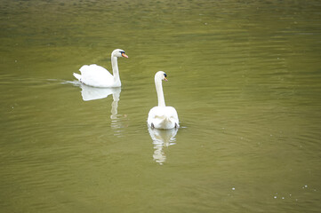 つがいの白鳥