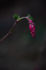 Vibrant purple pink spring wild flower in dark forest with copy space