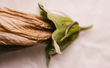 Close up of a dried flower