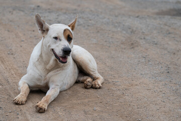 Male dog sitting and looking at the camera