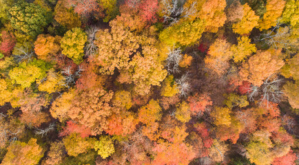 Autumn trees from above