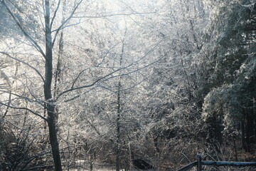 Fototapeta na wymiar Trees covered in Ice