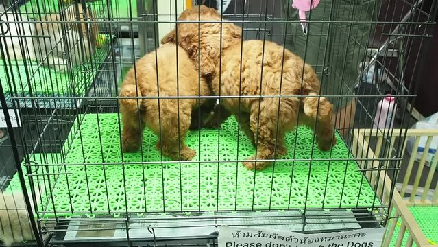 Footage full HD 1080P close up. A pedigree dog Bichon Frize Brown (Bichon Poodle), playing in a kennel in a pet shop.