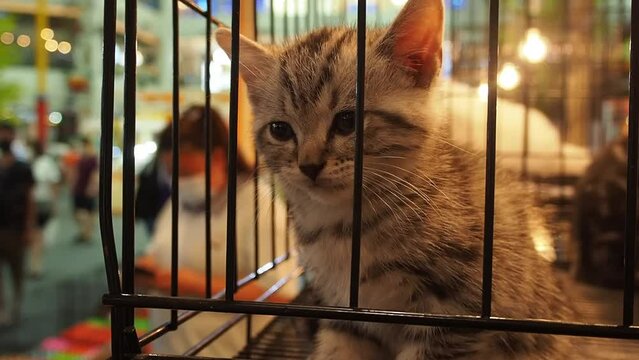 Footage Full HD 1080P. American Short Hair (Tabby) kitten, sitting, sad face inside cat cage, pet shop.