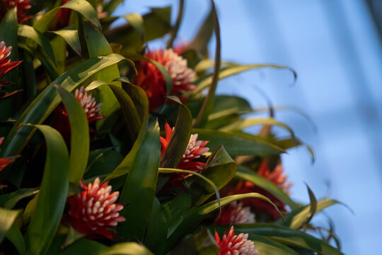 Red and white flowers