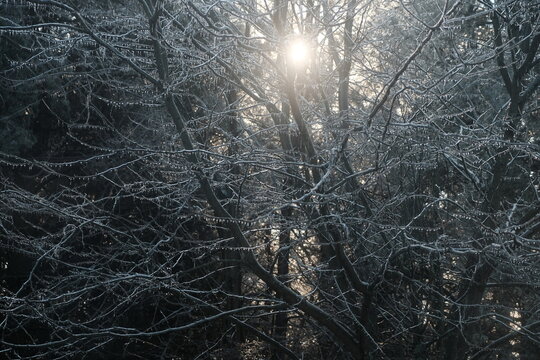 Ice covered on trees in the morning