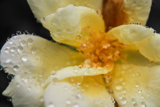 dew drops on a flower