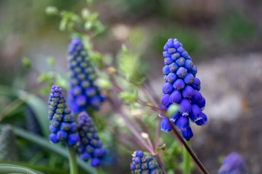blue hyacinth flower