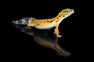 leopard gecko