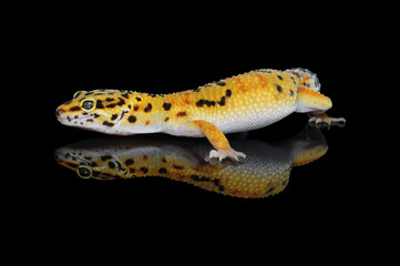 leopard gecko