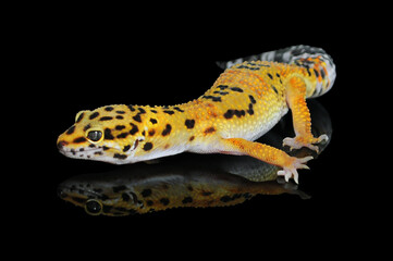 leopard gecko