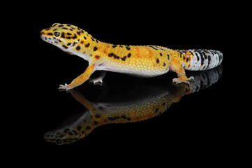 leopard gecko