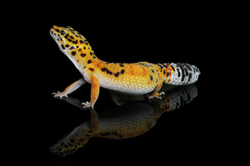 leopard gecko