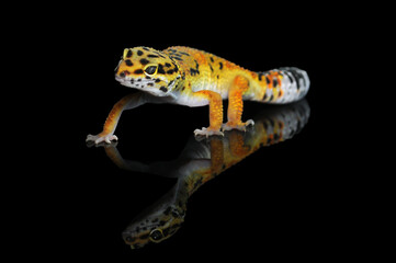 leopard gecko
