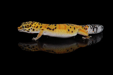 leopard gecko