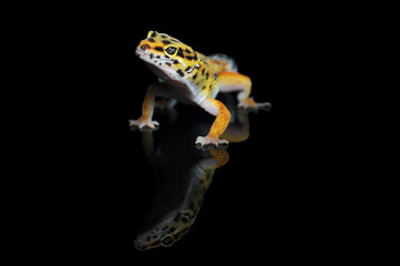 leopard gecko