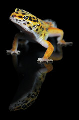leopard gecko