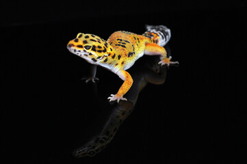 leopard gecko