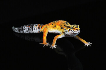 leopard gecko