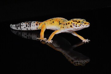 leopard gecko