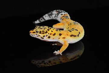 leopard gecko