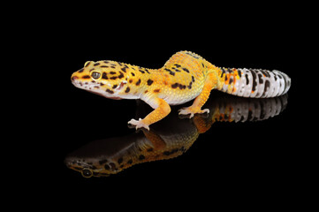 leopard gecko