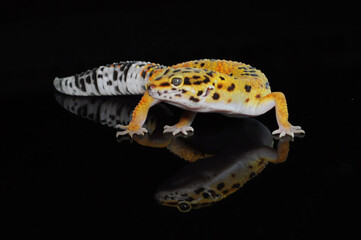 leopard gecko