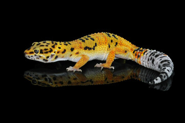 Fototapeta na wymiar leopard gecko
