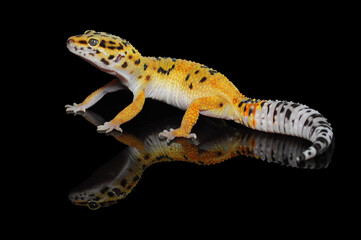 leopard gecko