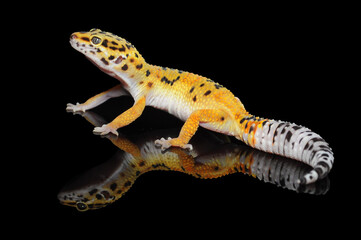 leopard gecko