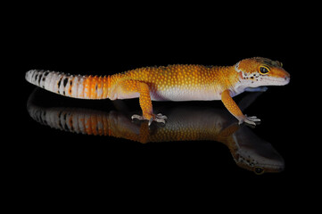 leopard gecko