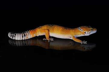 leopard gecko