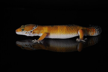 leopard gecko