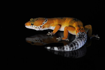 leopard gecko