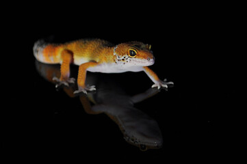 leopard gecko