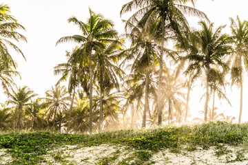 palm trees in the beach in maceio Alagoas praia do Frances with shine light and sun
